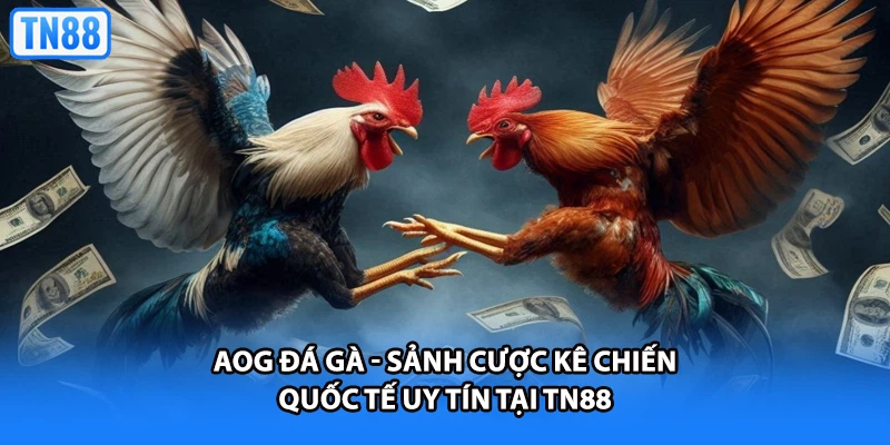 AOG Đá Gà - Sảnh Cược Kê Chiến Quốc Tế Uy Tín Tại TN88