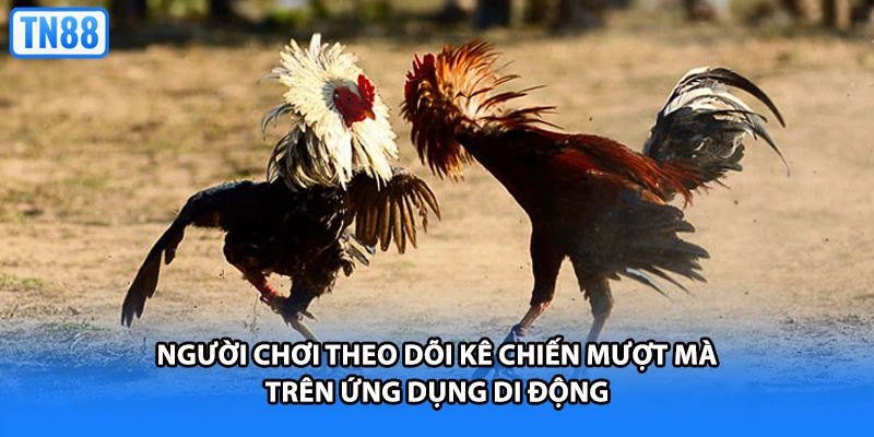 Bảng thống kê chi tiết tỷ lệ thắng của các bồ gà
