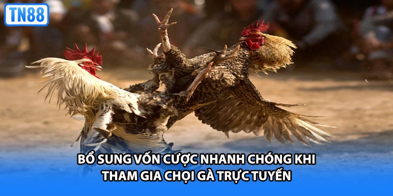 Bổ sung vốn cược nhanh chóng khi tham gia chọi gà trực tuyến