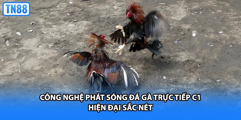 Công nghệ phát sóng đá gà trực tiếp C1 hiện đại sắc nét