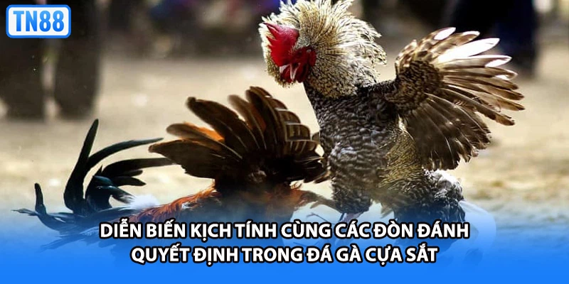 Diễn biến kịch tính cùng các đòn đánh quyết định trong đá gà cựa sắt