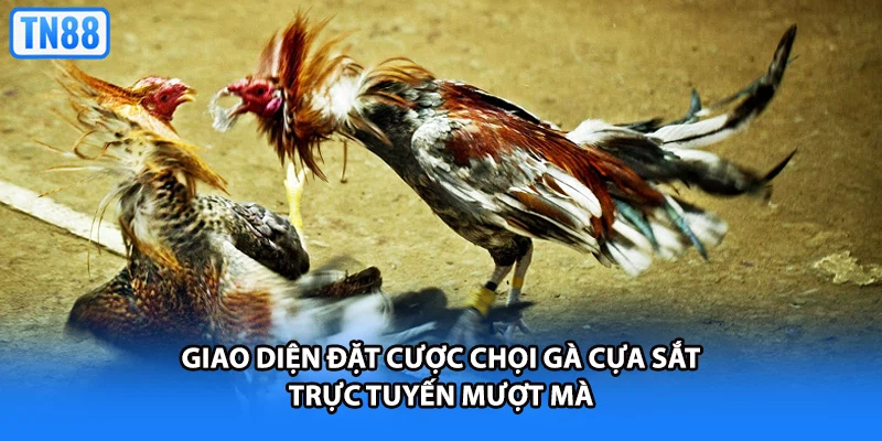 Giao diện đặt cược chọi gà cựa sắt trực tuyến mượt mà