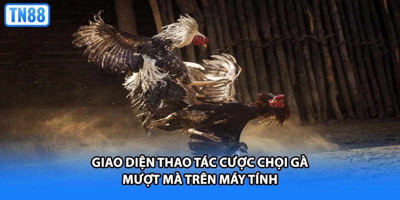 Giao diện thao tác cược chọi gà mượt mà trên máy tính