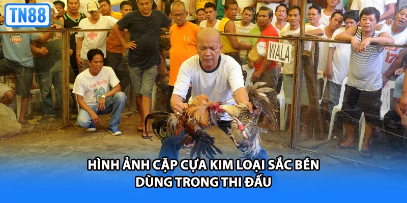 Hình ảnh cặp cựa kim loại sắc bén dùng trong thi đấu
