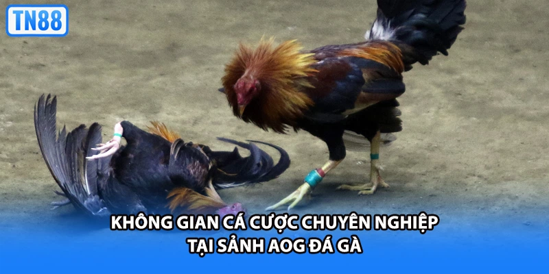 Không gian cá cược chuyên nghiệp tại sảnh AOG đá gà