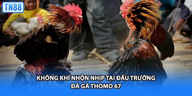 Không khí nhộn nhịp tại đấu trường đá gà Thomo 67