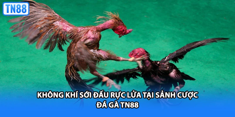 Không khí sới đấu rực lửa tại sảnh cược đá gà TN88