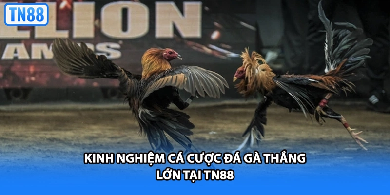 Kinh nghiệm cá cược đá gà thắng lớn tại TN88