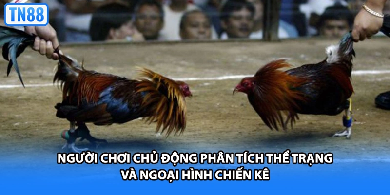Người chơi chủ động phân tích thể trạng và ngoại hình chiến kê