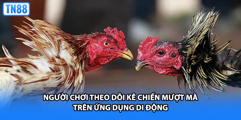 Người chơi theo dõi kê chiến mượt mà trên ứng dụng di động