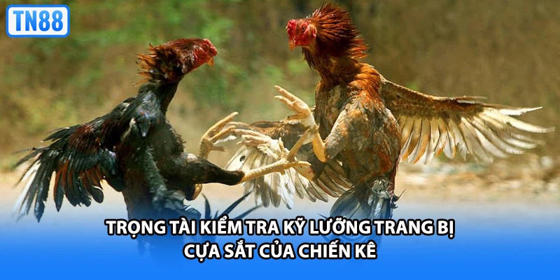 Trọng tài kiểm tra kỹ lưỡng trang bị cựa sắt của chiến kê